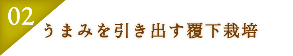 うまみを引き出す覆下栽培