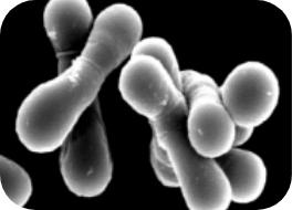 ビフィズス菌の粒状イメージ画像